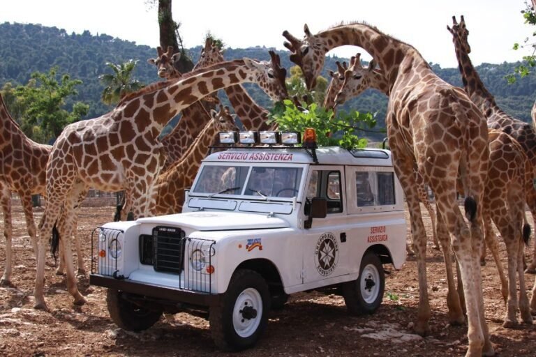puglia-zoo-safari-fasano-giraffe